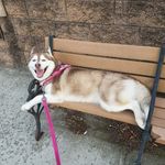 Lacey Bear - @lacey_thecinnamonhusky - Instagram