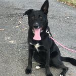Lacey Bear - @laceythebearpup - Instagram