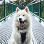 Lacey Bear - @laceypotatobear - Instagram