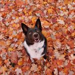 Lacey Bear - @laceytheaussiecollie - Instagram