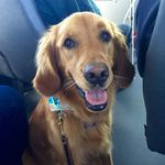 Lacey Bear - @golden.laceybear - Instagram