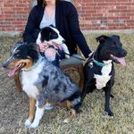 Lacey, Bear & Beau - @lacey.bear.beau - Instagram