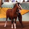laceybeard - @laceyequestrian - TikTok