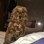 Lacey 🐾 - @laceybingham4 - Instagram