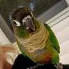 laceybird03 - @laceybird03 - TikTok