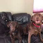 Seth, Sawyer, and Lacey Blum - @seth_sawyer_lacey_blum - Instagram