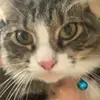 cutekitty - @laceybowman1 - TikTok