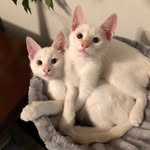 Lacey Bowman - @baz_and_javi - Instagram