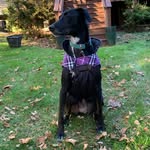 Lacey.Bowman - @lacey_the_cattleimer - Instagram