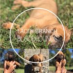 Lacey Branch Bloodhounds - @laceybranchbloodhounds - Instagram