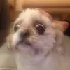 laceybucky - @laceybucky - TikTok
