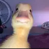 user gal - @laceybuckley5 - TikTok