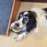 Dog Fix - @lacey_buddha_and_jedda_too - Instagram