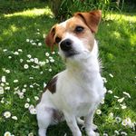 Lacey Howell - @lacey_and_buddies - Instagram