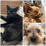Lacey🐶Buddy🐶Binx🐱 - @loeloe_and_friends - Instagram