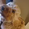 Alfie Lacey - @clintonlacey - TikTok