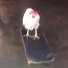 Laceyconroy1234 - @laceyconroy1234 - TikTok