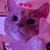 Lacey Cooley - @laceycooley674 - TikTok