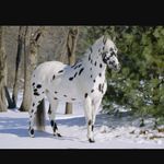 Lacey Cram - @appaloosa_beauties - Instagram