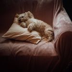 Catherine Lacey Dodd - @the.teddie - Instagram
