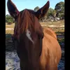 Lacey-may Dodd - @princess_da_horse - TikTok