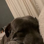 lacey-doran Matthew - @laceys_dogs - Instagram