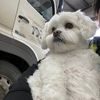 Lacey - @lacey_makiri_edmonds - TikTok
