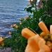 Lusa Onli - Facebook
