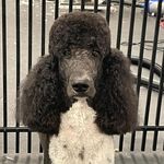 Lacey Ferguson - @furgusonstyles - Instagram