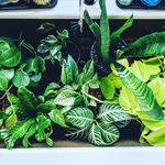 Lacey Ferguson - @lush.andgreen - Instagram