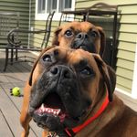 Boxer Babes🐾 - @lacey.and.floyd - Instagram