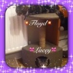 🎀Lacey🎀|💥Floyd💥 - @2_awesome_catz - Instagram