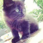 Lacey Gardner - @lacey_the_kitten - Instagram