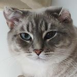 Lacey Gilbert - @fat.cat.photography - Instagram