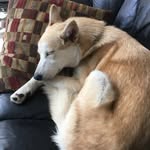 Adrien Lexington - @lacey_goldenwolf - Instagram