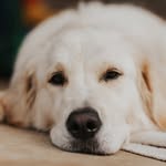 Lacey - Golden Retreiver Sunshine Coast - @laceygoldenretreiver - Instagram
