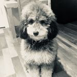 Lacey Goldsbrough - @laceygoldsbrough - Instagram