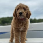 Lacey Goldsmith - @ladylaceygoldsmith - Instagram