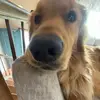 lacey_the_golden2 - @lacey_the_golden2 - TikTok