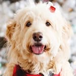 Lacey the Goldendoodle - @lacey_goldendoodle - Instagram