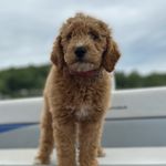 Lacey Goldsmith - @ladylaceygoldsmith - Instagram