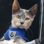Lacey Hale - @hale_kitties - Instagram