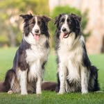 Lacey, Harper & Ems - @mybordersisters - Instagram
