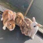 lacey harrison - @_bunnies_xx - Instagram