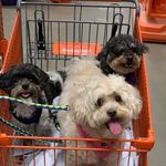 Lacey + Hawk + Chunky - @laceythegremlinandchunky - Instagram