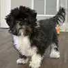 Lacey Hawk and Chunks - @laceythegremlinandchunky - TikTok