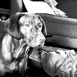 pictures of hooper - @hooper_and_lacey - Instagram