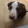 emma2 cute - @laceyhouse4 - TikTok