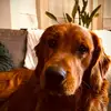 Lacey 🐾 - @lacey_house - TikTok