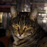 Lacey - @lacey_the_house_cat - Instagram